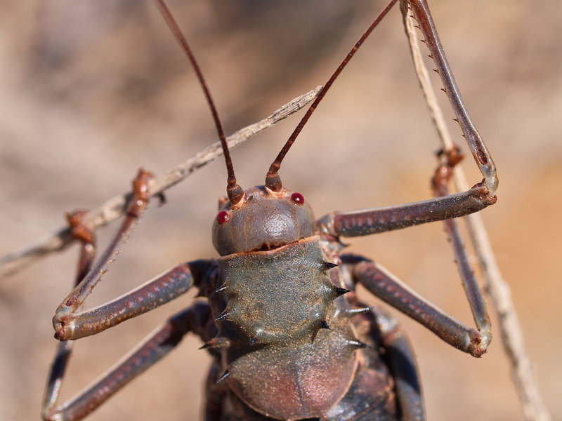 Namib Desert, Locust